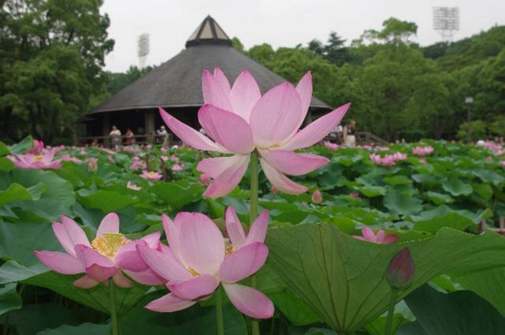 千葉の動物園 植物園ランキングtop10 じゃらんnet