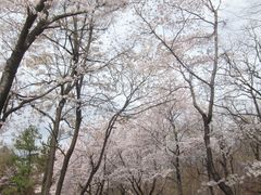 かおりんさんの金川の森への投稿写真1