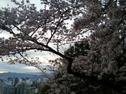 比治山公園の桜 アクセス 営業時間 料金情報 じゃらんnet