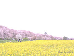 はな☆さんの権現堂堤の桜の投稿写真1