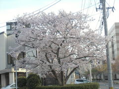 yossy-bossさんのめかり公園の桜への投稿写真1