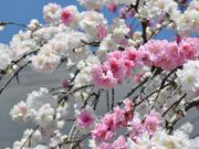 񂳂̌꓍isގ̎OFj̓eʐ^1