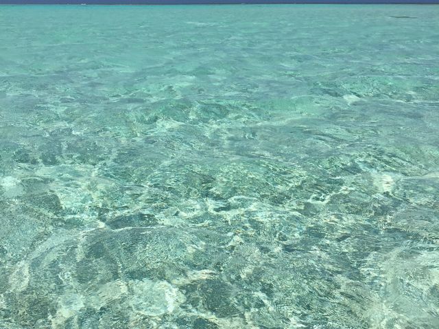 �S�����l�̓����x�͔��[�Ȃ��Y��I_�S�����l