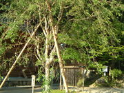 Ԃ񂳂̕󖞋{_Ђ̍̓eʐ^1