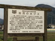 ͂̂񂳂̉΂̑NX̓eʐ^1