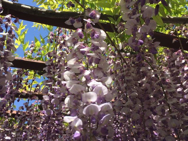 ���̉Ԃ̃A�b�v_�S����������