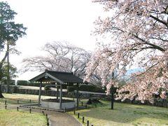 minamiさんの篠山城跡の桜への投稿写真2