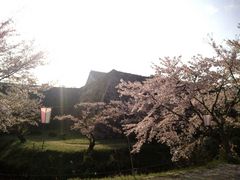 minamiさんの篠山城跡の桜への投稿写真3