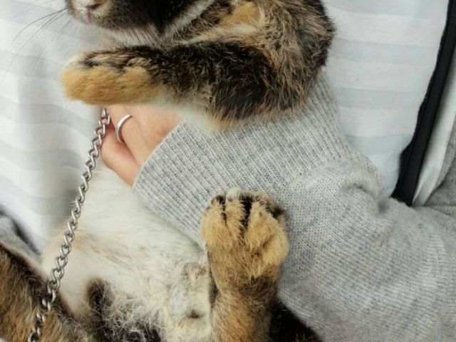 �������_�ߐ{�����샖�u�q��