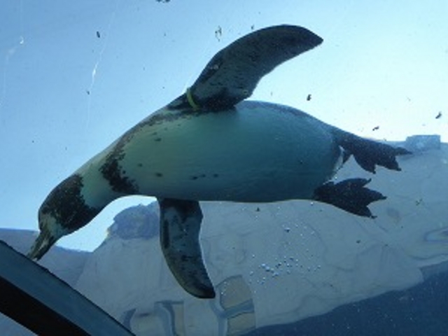 �k�C������s�E���R������ (��ݷ��)_���R������