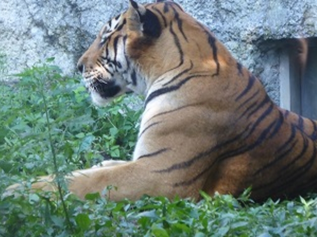 �k�C������s�E���R������ (��ݶ����)_���R������