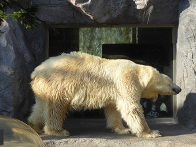 �k�C������s�E���R������ (�۸�)_���R������