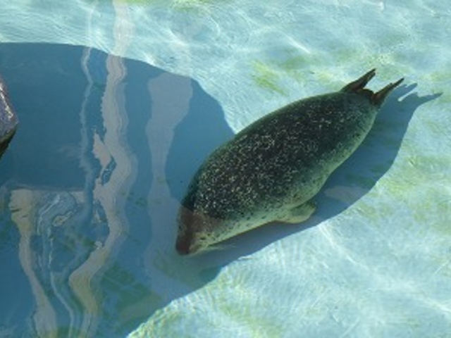 �k�C������s�E���R������ (���׼)_���R������