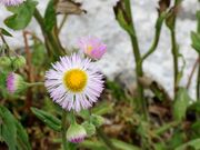 Ƃ񂳂̏쌴΂̓eʐ^3