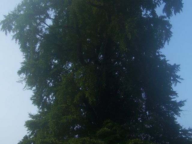 ���[���񂳂�̋���̃C�`���E�̓��e�ʐ^1