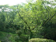 Ԃ񂳂̖Rs̐X̂̓eʐ^1