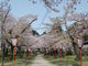 minamiさんの鶴岡公園の桜の投稿写真1