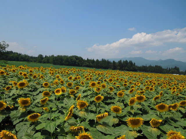 �Ђ܂�蔨_�Ó�Ђ܂��L��