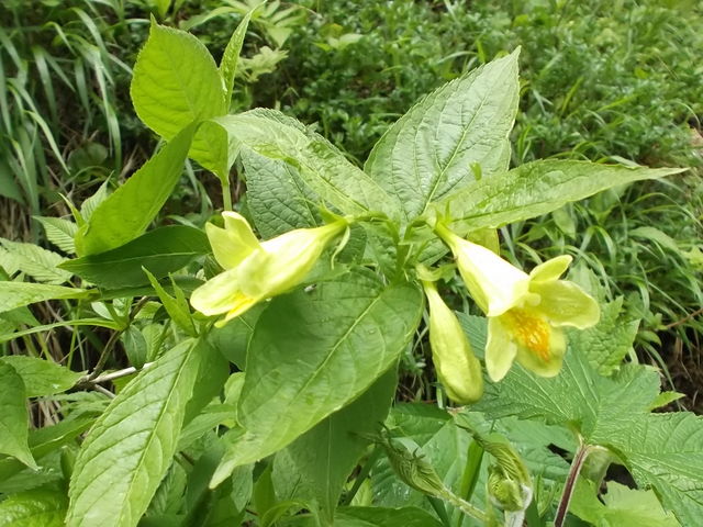 ���R�A���A_���R�w�_���E���x���[�v�E�F�C