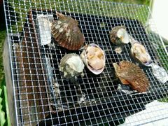 gbL[̓񌩉YV[TCho[xL[ւ̓eʐ^1