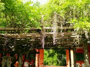 �g���b�L�[����̏t����Ђ̍�����̓��̓��e�ʐ^1