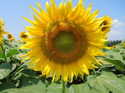 ekko̒ÓЂ܂L̓eʐ^1