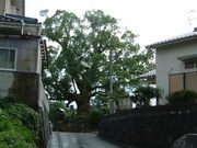 Ԃ񂳂̎OYۂ̑NX̓eʐ^1