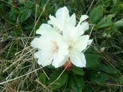 bq񂳂̏\xA̍RAQ̓eʐ^1