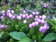 bq񂳂̏\xA̍RAQ̓eʐ^2