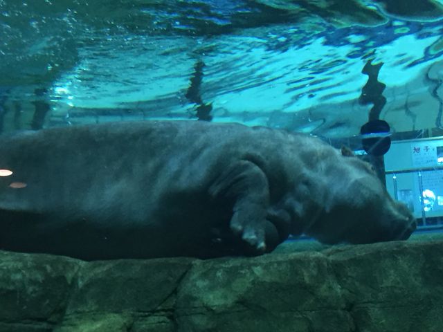 �������猩��J�o_���R������