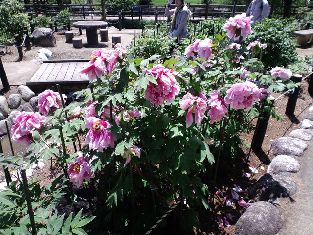 ���O�͎U��|���Ă���Ԃ������c�O_�������ӂ̂₷�炬�p�[�N