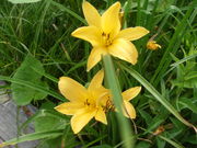 ibokorori̔̍RAQ̓eʐ^2