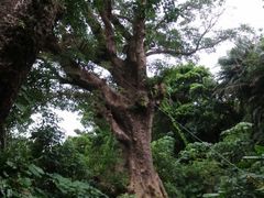 kazu񂳂̎񗢋钬̑AJMւ̓eʐ^1