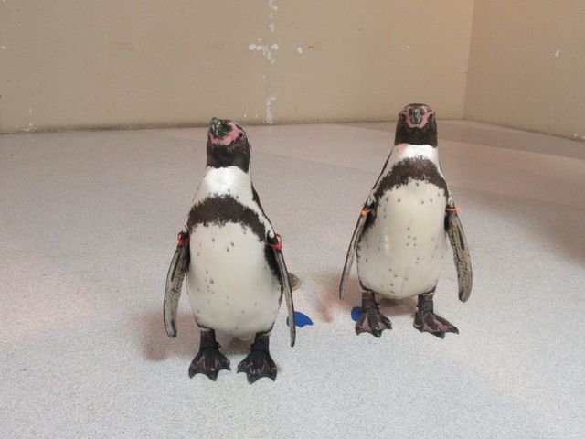 ペンギンのお散歩_おさかな館