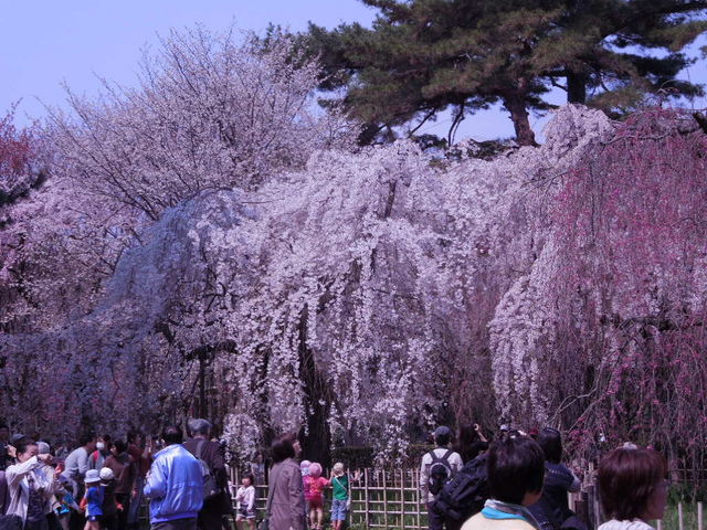 桜、炸裂！_京都御所