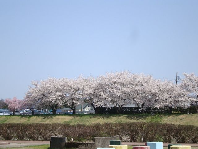 �{�쉈���̐�{�������ꂢ�ł��B_�{��͔Ȍ���