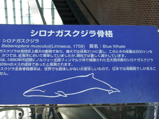 ���i�W�{�̐���_���֎s�������̂��������فE�C����