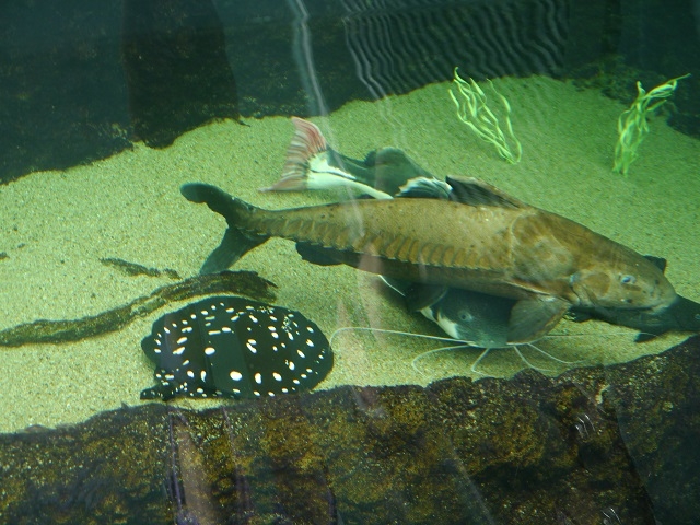 �����ٓ�_�Ȗ،��Ȃ����퐅�V��