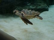 Ղ邯񂳂̓Ȗ،Ȃ퐅V̓eʐ^3