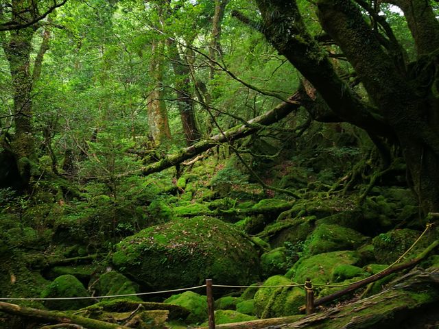苔むす森。もののけ姫の世界そのもの。_屋久島