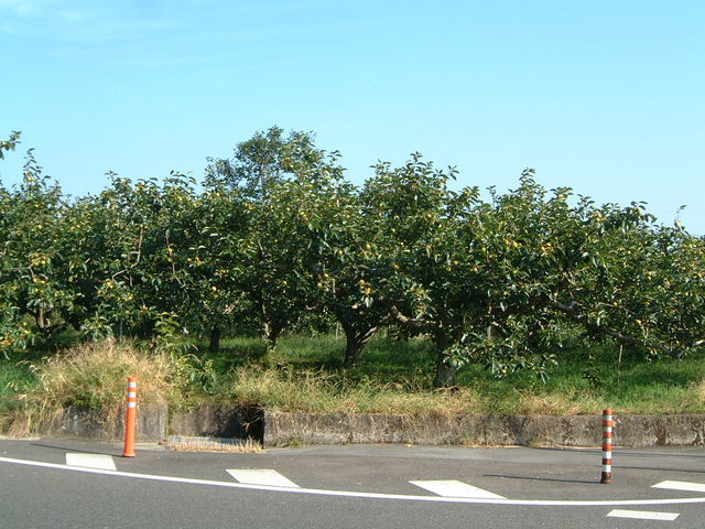 Ԃ񂳂̋vĎŝ݂̓eʐ^1