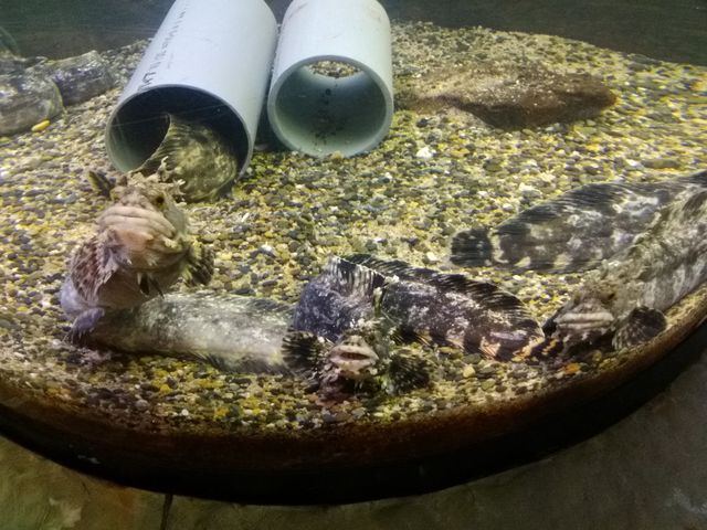 �������������ƒǂ������Ă���A���킢���z��_�X�C�W�]���I�z�[�c�N�^���[