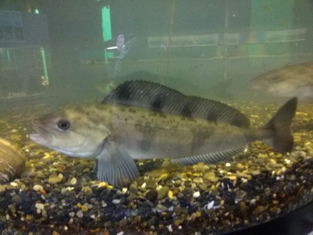 �ق����i���������c�j_�X�C�W�]���I�z�[�c�N�^���[