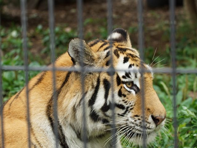 �A���[���g��_���R������