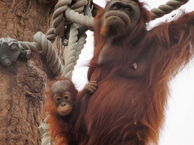 �I�����E�[�^��_���R������