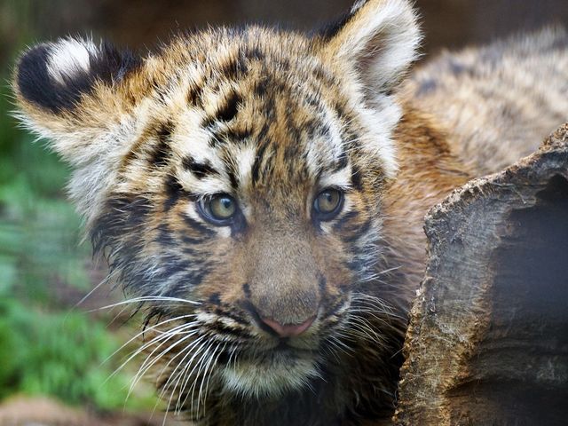 �ɂݕt����q��_���R������