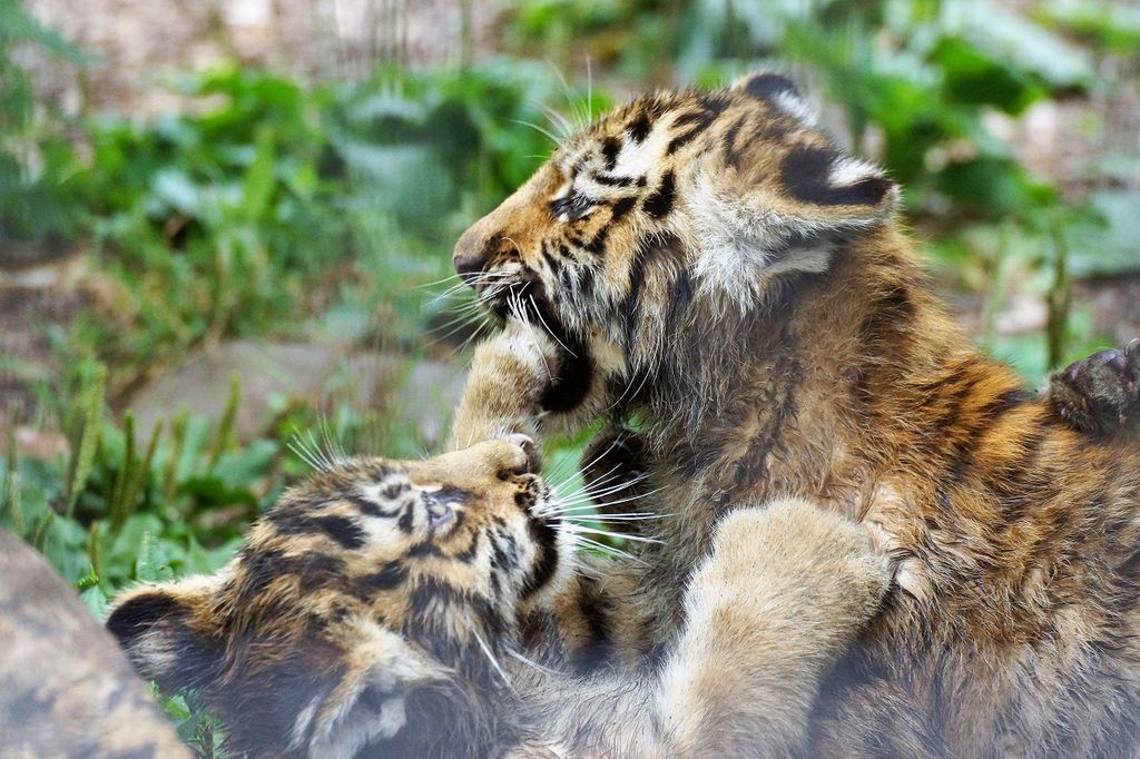 北海道の動物園 植物園ランキングtop10 じゃらんnet