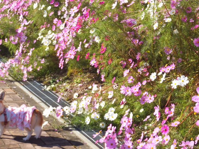 ��ʂ̃R�X���X����_�ƂȂݖ��̕�