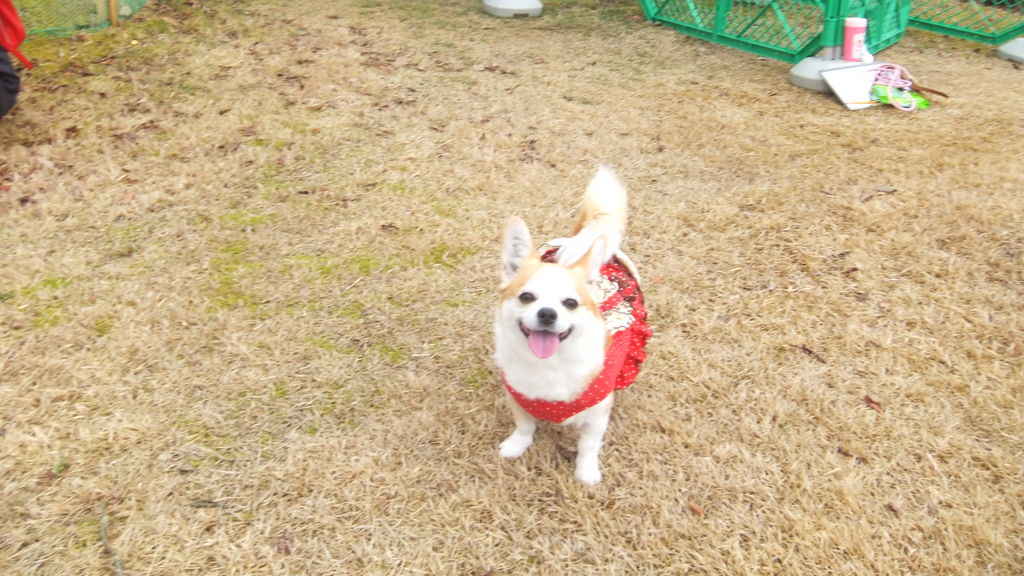県民公園太閤山ランド