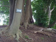 gV[̎jՏHtRÕQ̓eʐ^1